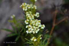 Tagetes minuta